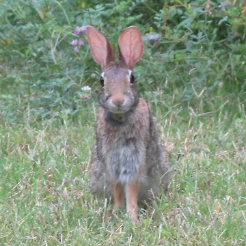 Artwork thumbnail, Brer Rabbit by AlexCall