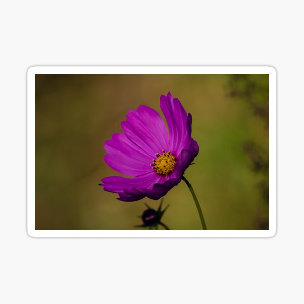 Cosmos Sticker