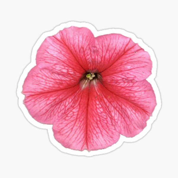 Item preview, Petunia designed and sold by ascherf.