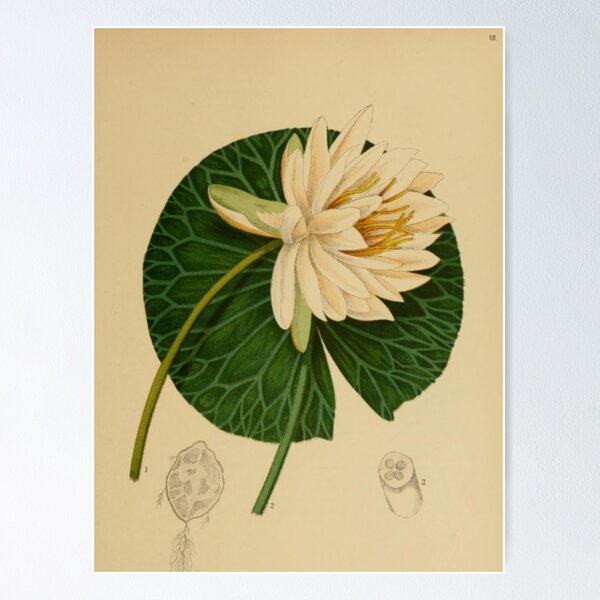 Item preview, Water Lily designed and sold by BlueSpecsStudio.