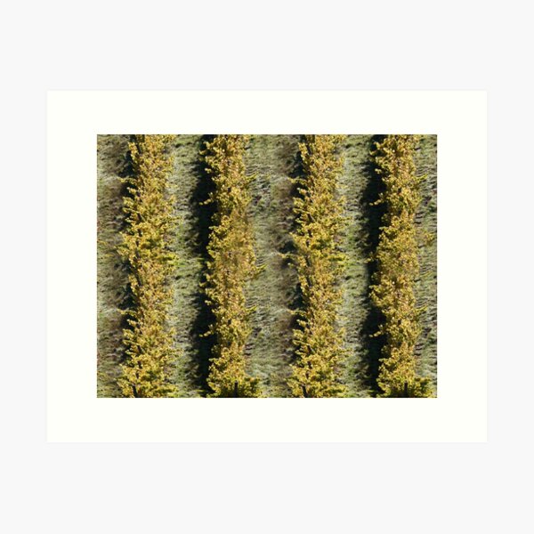 Item preview, Vines from Above by Adelaide Artist Avril Thomas at Magpie Springs designed and sold by MagpieSprings.