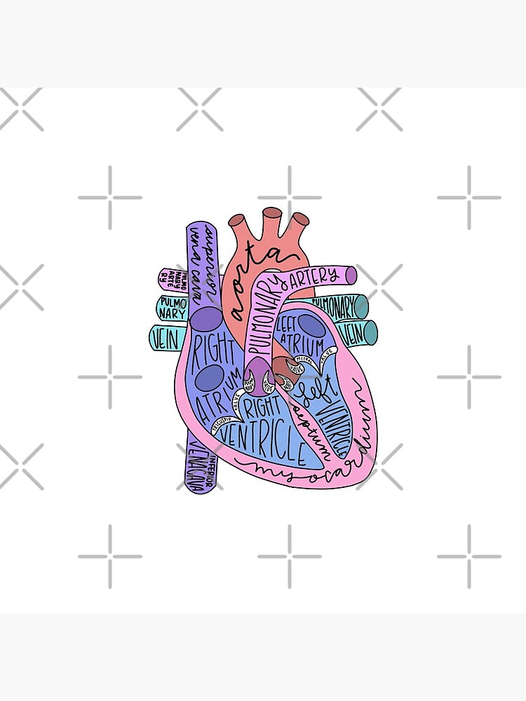 Anatomical Heart by jaquemv