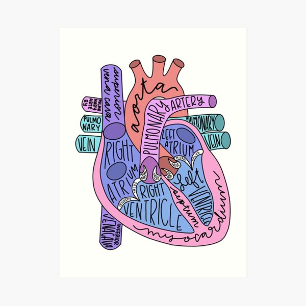 Anatomical Heart Art Print