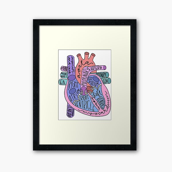 Corazón anatómico Lámina enmarcada