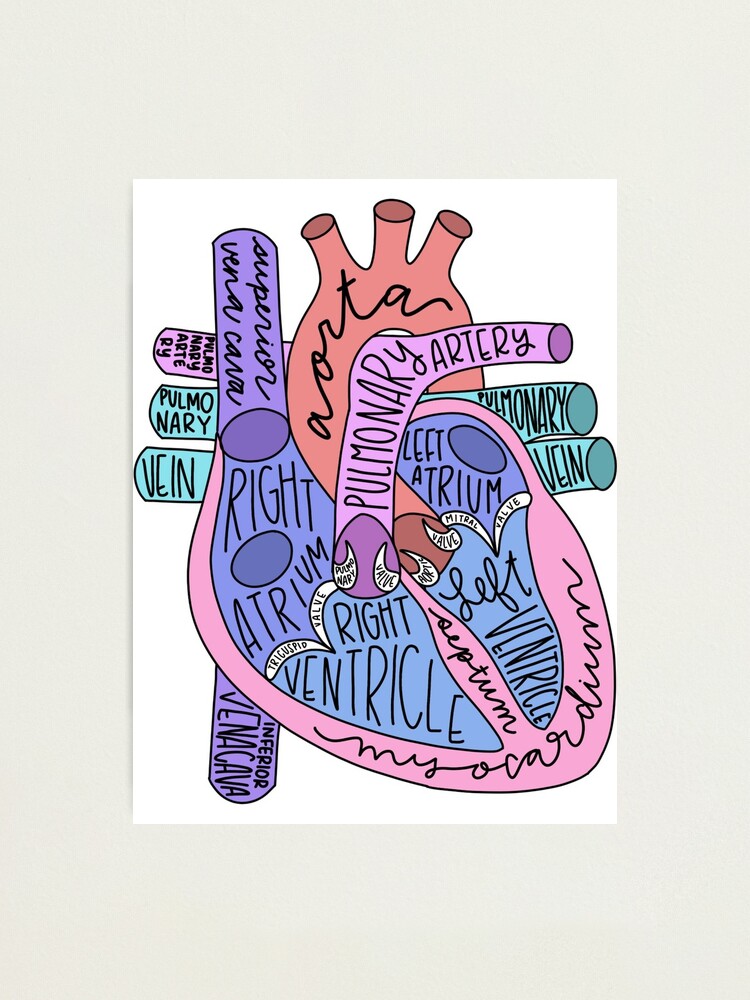 Alternate view of Anatomical Heart Photographic Print