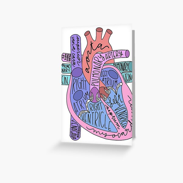Corazón anatómico Tarjetas de felicitación