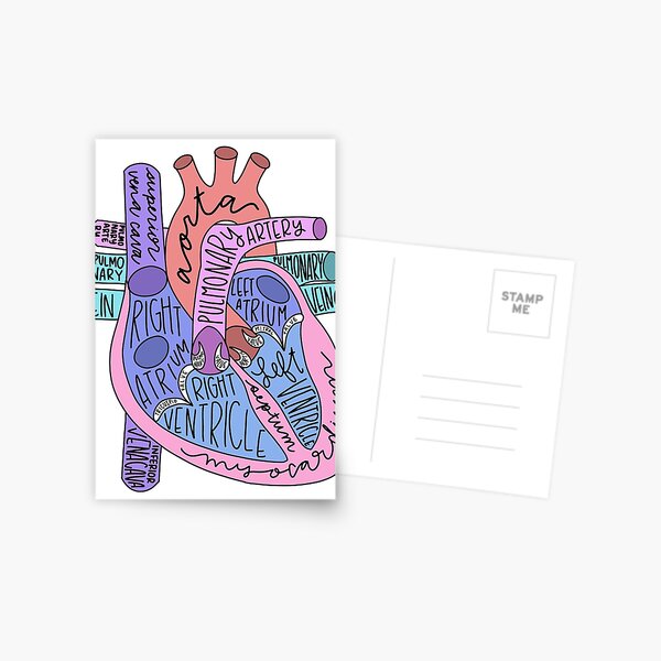 Anatomical Heart Postcard