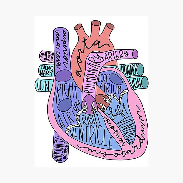 Anatomical Heart Photographic Print