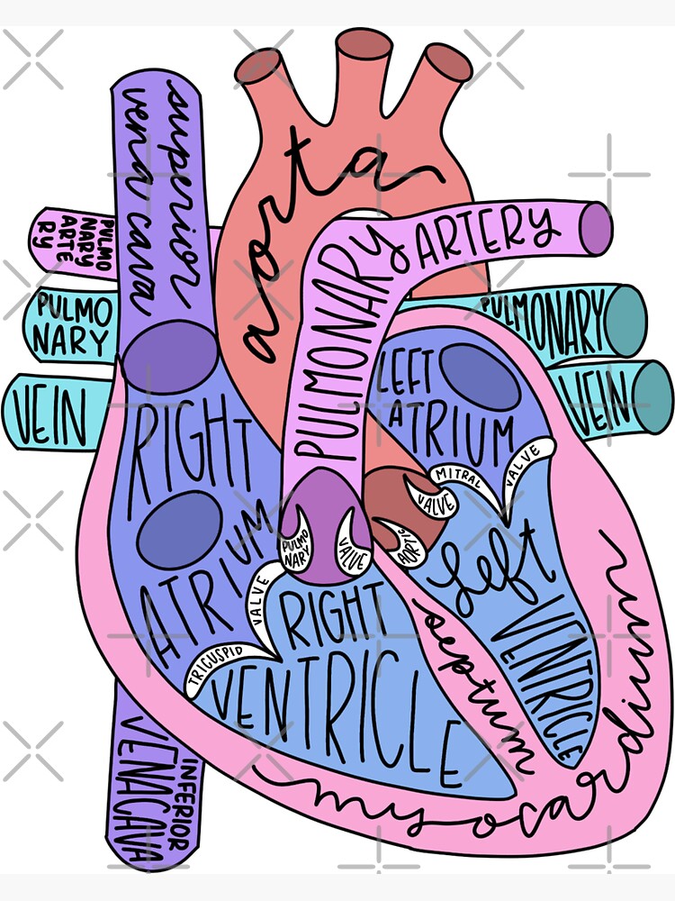 Anatomical Heart Magnets