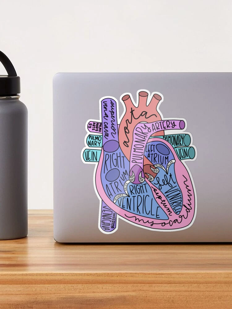 2.06”x3” Holographic Anatomical Heart Stickers — San José Made