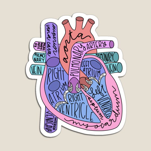 Coeur anatomique Magnet