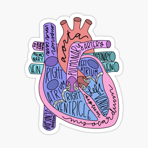 Corazón anatómico Pegatina