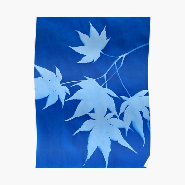 Japanese Maple Leaf Cyanotype Poster