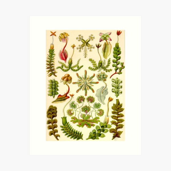 Hepaticae - Ernst Haeckel Art Print