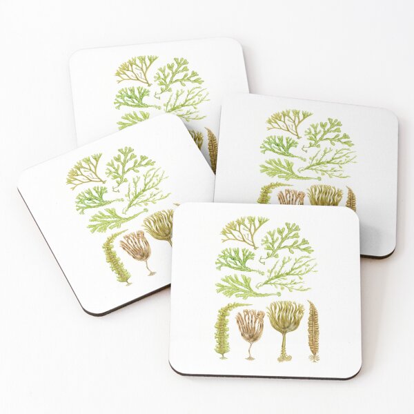 Item preview, British Seaweeds & Kelp designed and sold by Tamara Clark.