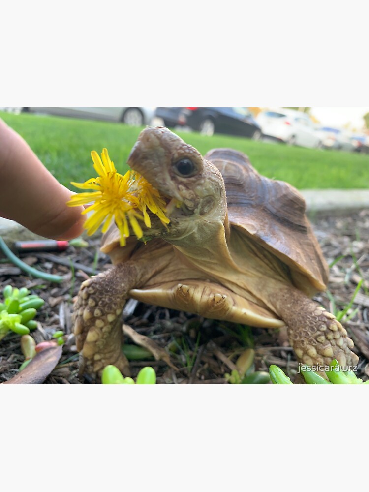 "Tortoise Eating a Dandelion" Sticker by jessicarawrz Redbubble