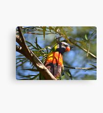 Rainbow Lorikeet Canvas Print