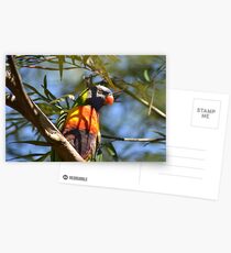 Rainbow Lorikeet Postcards