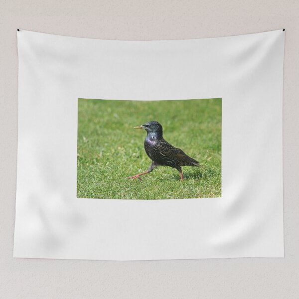 Item preview, Starling Strut designed and sold by Chris Monks.
