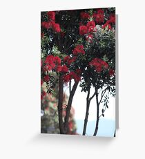 Pohutakawa Flowers, New Zealand Greeting Card