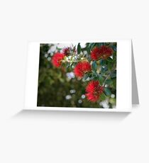 Pohutakawa Flowers, New Zealand Greeting Card