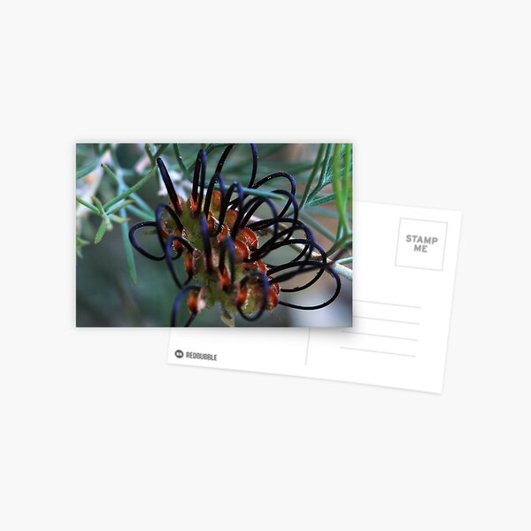 Item preview, Grevillea calliantha designed and sold by andrachne.