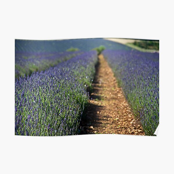 Lavender Poster