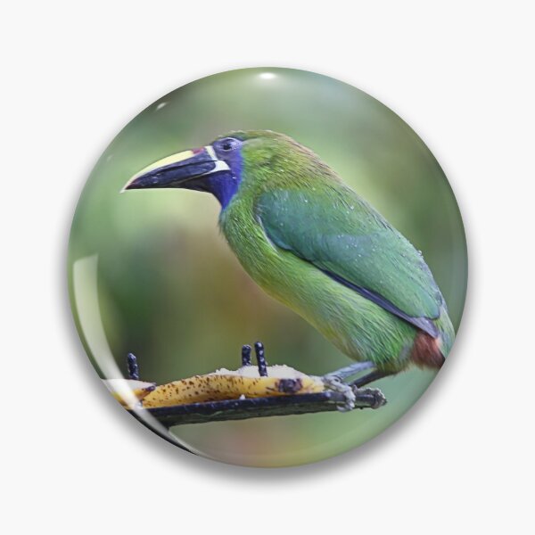 Artikelvorschau, Blau-throated Toucanet entworfen und verkauft von Carole-Anne.