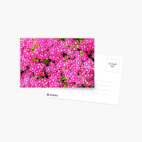 Untitled Postcard