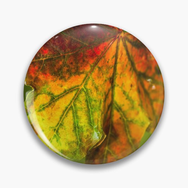 Item preview, Sugar Coated Autumn Maple Leaf designed and sold by FOLK ART FUSION by heidiannemorris.