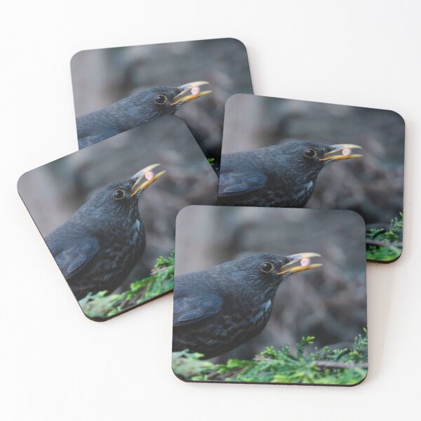 Item preview, Blackbird Got The Food designed and sold by rawshutterbug.