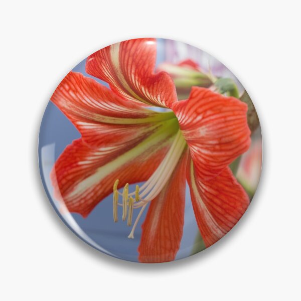 Item preview, Tania's Happy Hippy plants - Hippeastrum designed and sold by KazM.