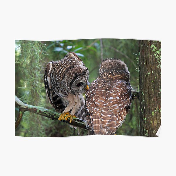 Regalos Y Productos Aves Rapaces Florida Redbubble