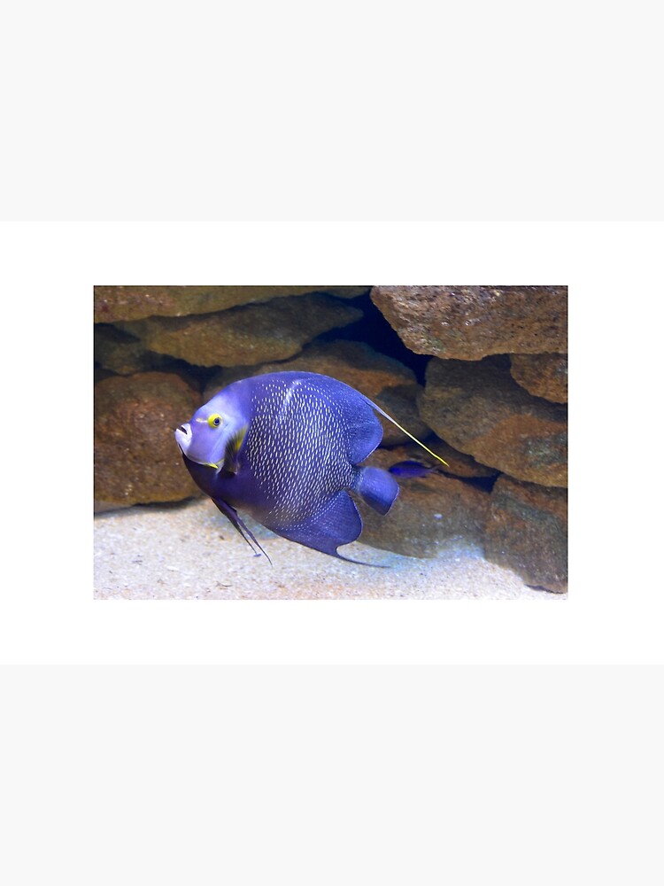 Disover Gliding French Angelfish Bath Mat