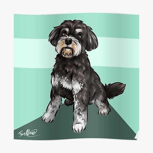 Miniature Schnauzer | Cute Dog Art | Teal Background Poster