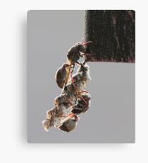 Paper Wasps Canvas Print
