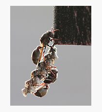 Paper Wasps Photographic Print