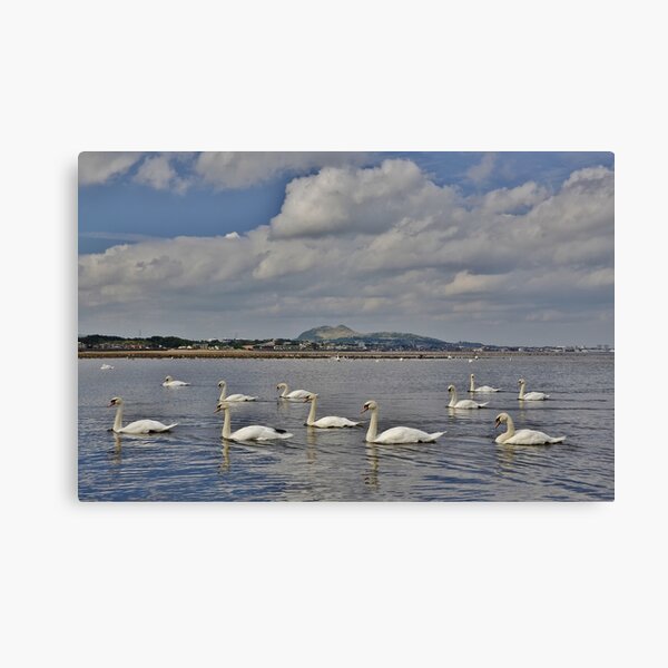 Swans at the foot of the Esk, Musselburgh with Portobello & Edinburgh behind Canvas Print