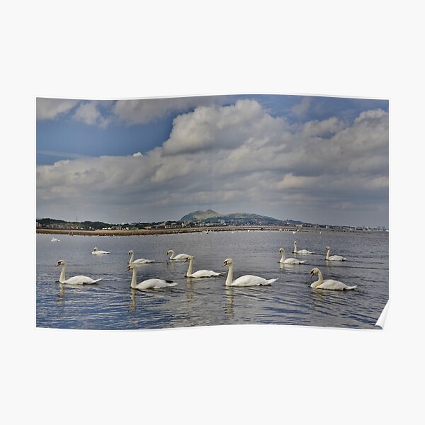 Swans at the foot of the Esk, Musselburgh with Portobello & Edinburgh behind Poster