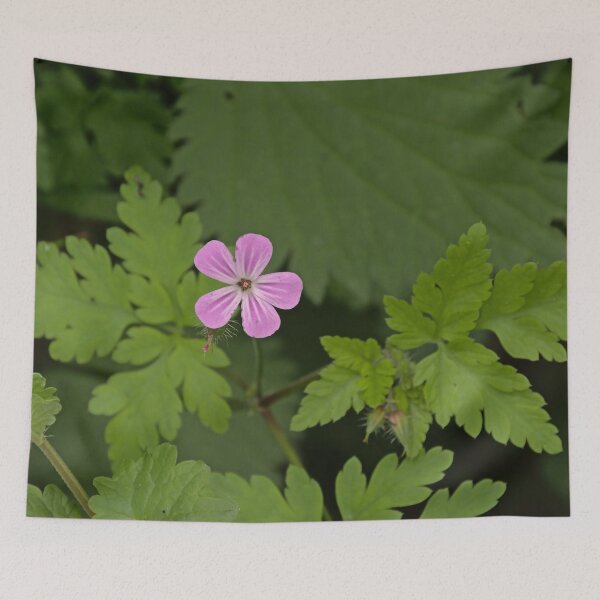 Item preview, Herb robert wildflower designed and sold by xophotography.