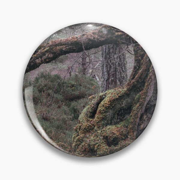 Item preview, 'Split Tree, Autumn', Blackwood of Rannoch, near Kinloch Rannoch. designed and sold by mucklepawprint.