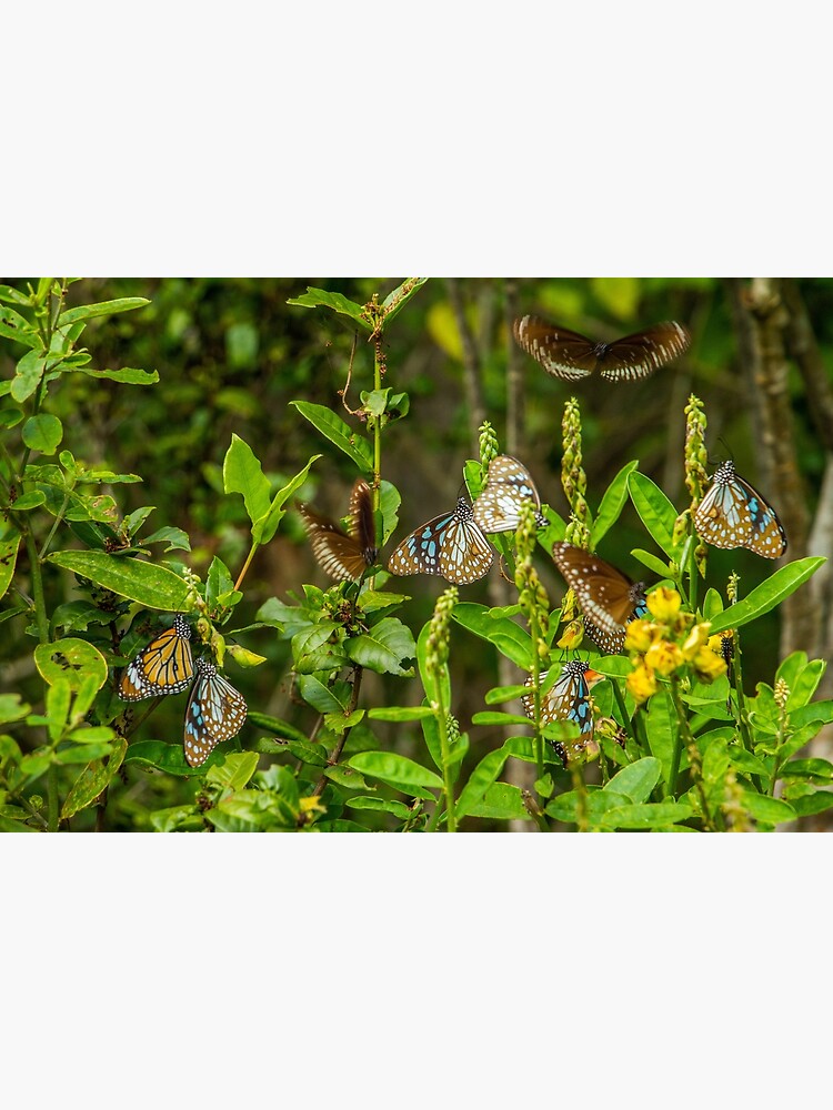 "Butterflies in Blooms" Poster by jozikphoto Redbubble