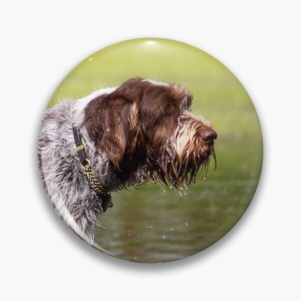 Item preview, Wading through a pool Spinone by heidiannemorris designed and sold by FOLK ART FUSION by heidiannemorris.