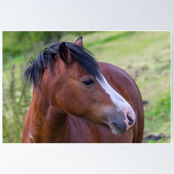 Item preview, Brown horse designed and sold by iCimages.net.