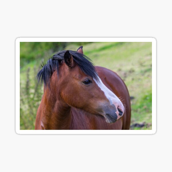 Item preview, Brown horse designed and sold by iCimages.net.