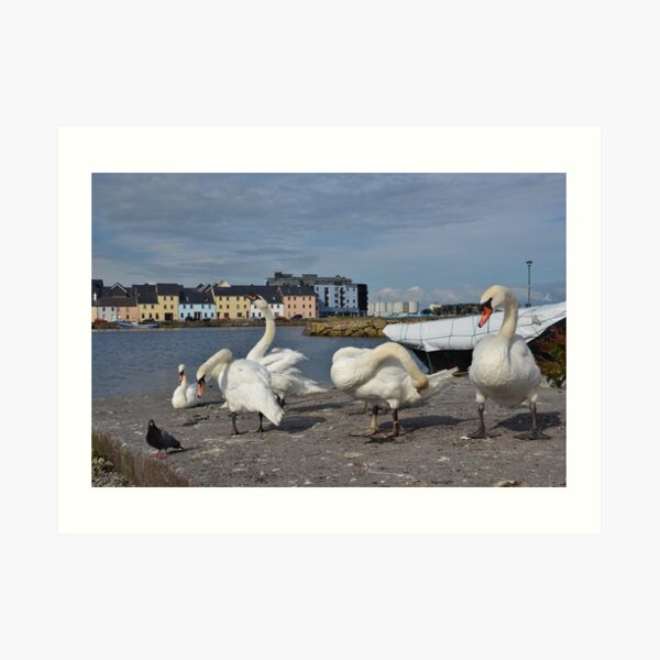 Swans at the Claddagh in Galway, Ireland Art Print