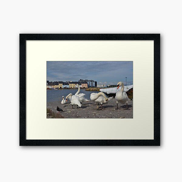 Swans at the Claddagh in Galway, Ireland Framed Art Print