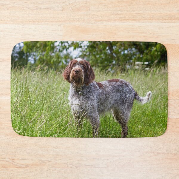 Item preview, Standing in a meadow Spinone designed and sold by FOLK ART FUSION by heidiannemorris.