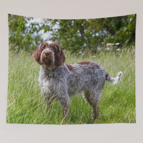 Item preview, Standing in a meadow Spinone designed and sold by FOLK ART FUSION by heidiannemorris.