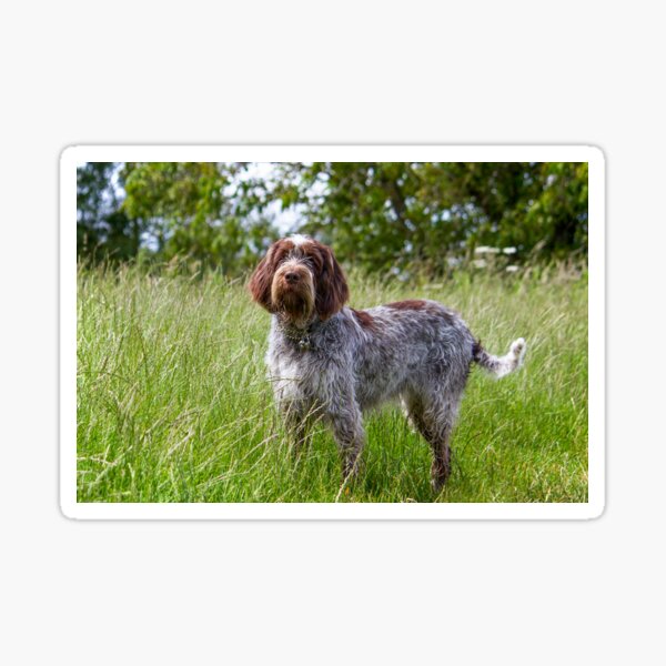 Item preview, Standing in a meadow Spinone designed and sold by heidiannemorris.